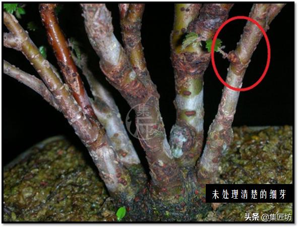 “选芽与摘芽”盆景树形稳定一半都靠它，盆景耐心与细心的试练