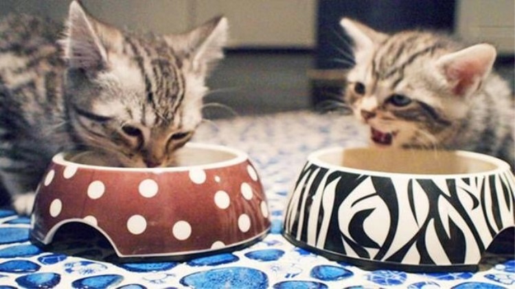 猫主子的一种用法,猫主子有什么表现