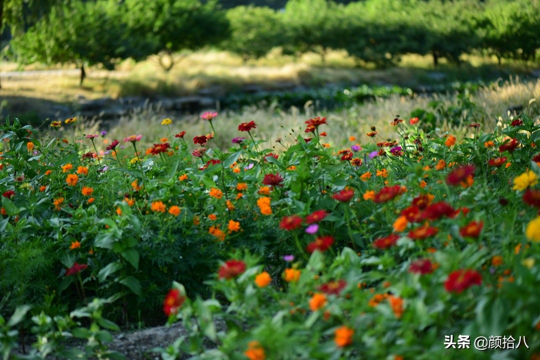 北京圆明园一日游推荐,圆明园秋色如画