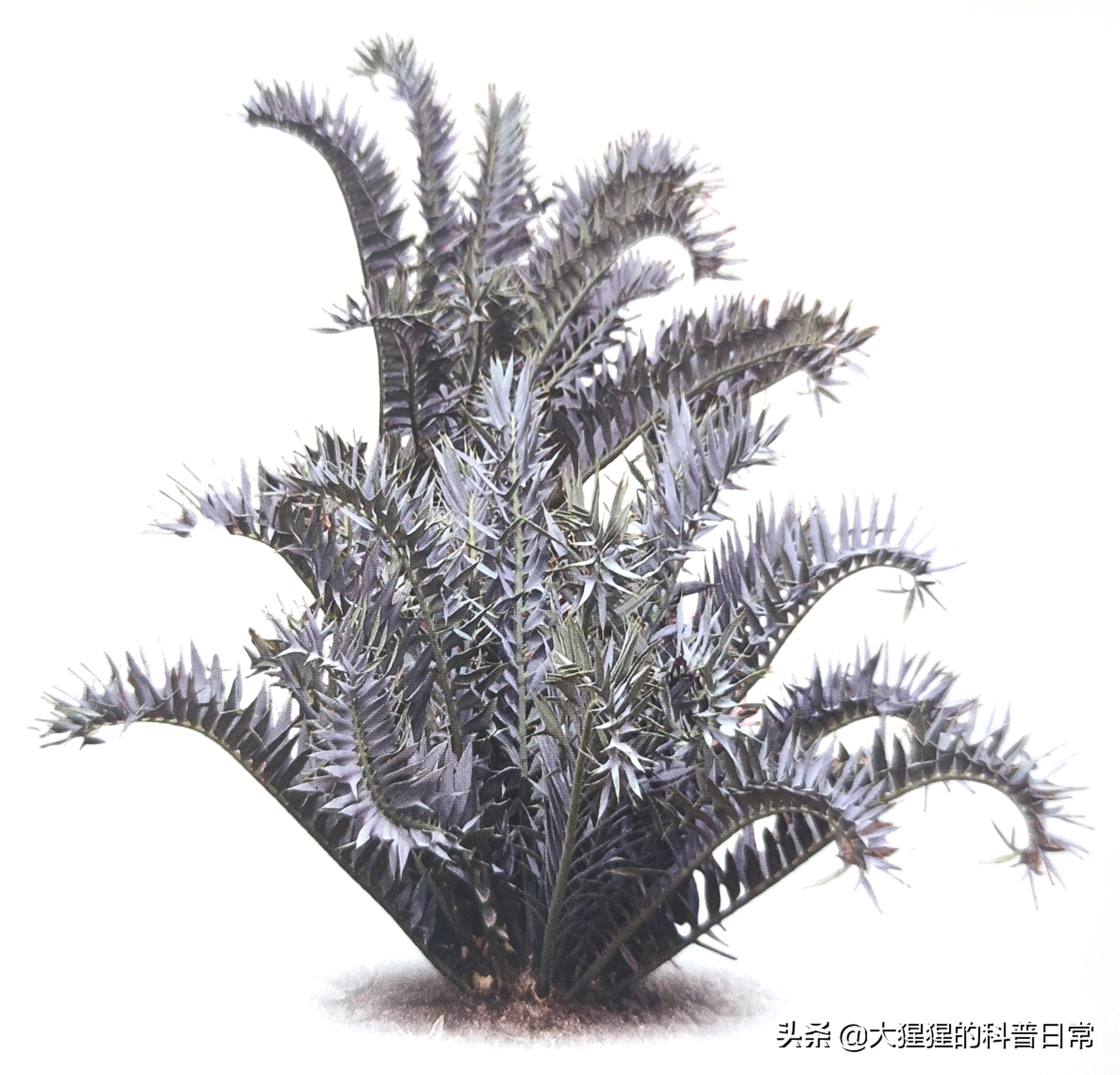 银杏的植物类群,银杏苏铁雪松水杉是裸子植物吗