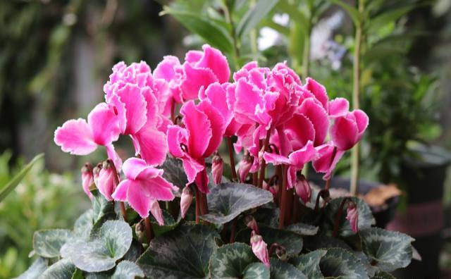 红红火火过年养什么花好,南方春节什么花好看又好养