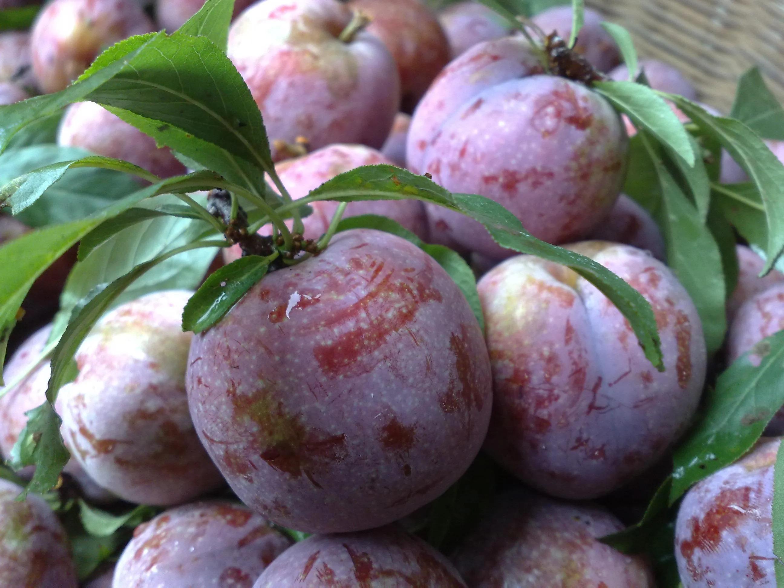 广州从化特产价格,广州从化特产视频