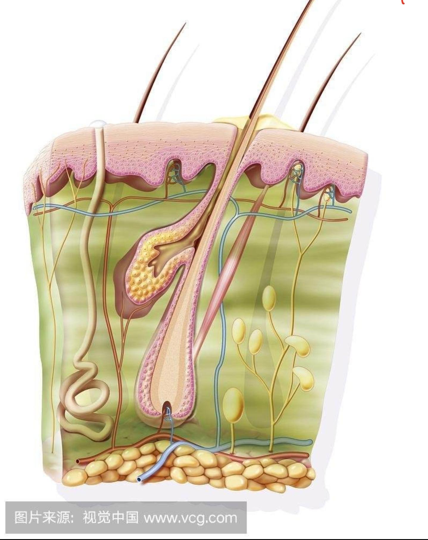 男皮肤粗糙毛孔粗大改善方法,青少年皮肤粗糙毛孔粗大改善方法
