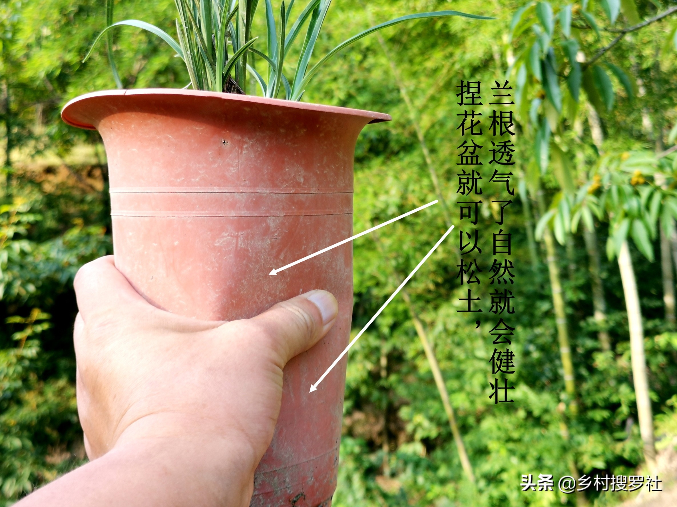 兰花怎么看是壮苗还是粗苗,怎么让兰花快速生根发芽成壮苗