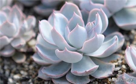 多肉植物蓝石莲有哪些品种,蓝石莲和石莲花是一个品种吗