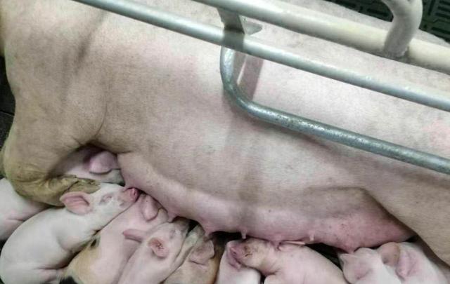 分娩舍管理操作流程,正常分娩及接产的总结