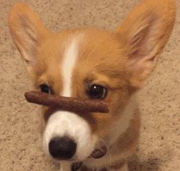 震惊！原来狗狗也会患乳腺肿瘤，宠物家长该怎么样