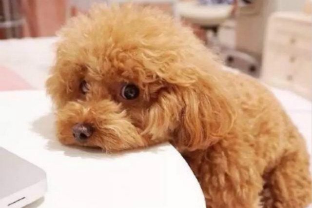 狗狗吐鲜血能活多久,狗狗吐鲜血什么原因