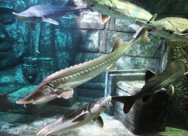 钓到牢底坐穿兽放生,钓鱼钓到鱼不要放生还会被罚吗