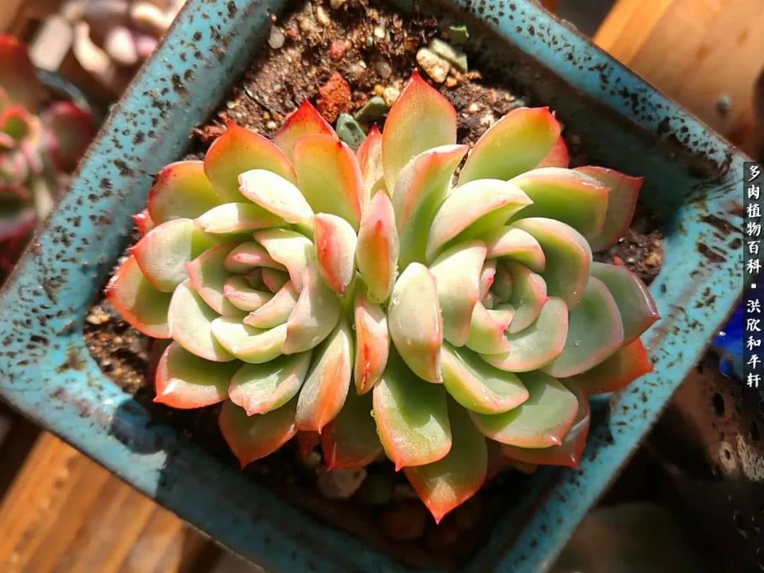 多肉的四季轮回,四季轮回多肉