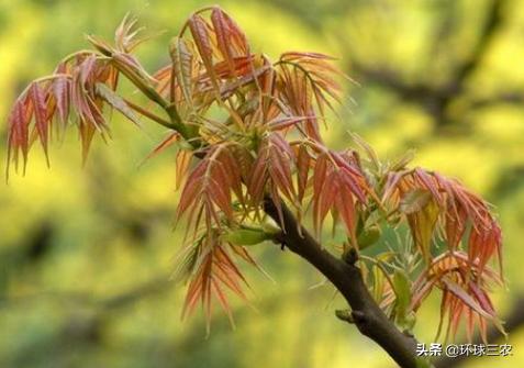 香椿木有什么作用和功效,香椿木有什么功能