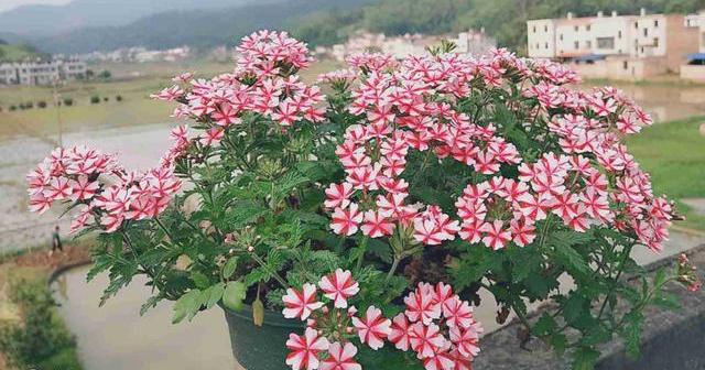 养花营养土怎么配,养花的营养土怎么配制