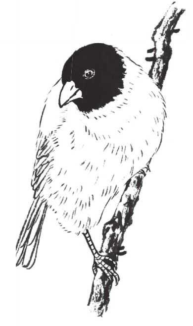 工笔画蜡嘴鸟的染色步骤,工笔画入门教程步骤图勾线