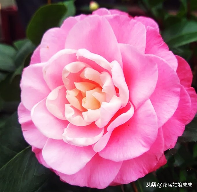 茶花要怎么养才开花,茶花如何才能开花多一点