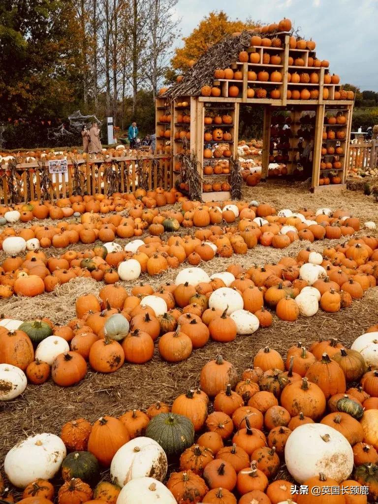 南瓜大作战攻略,南瓜大作战有几个地点