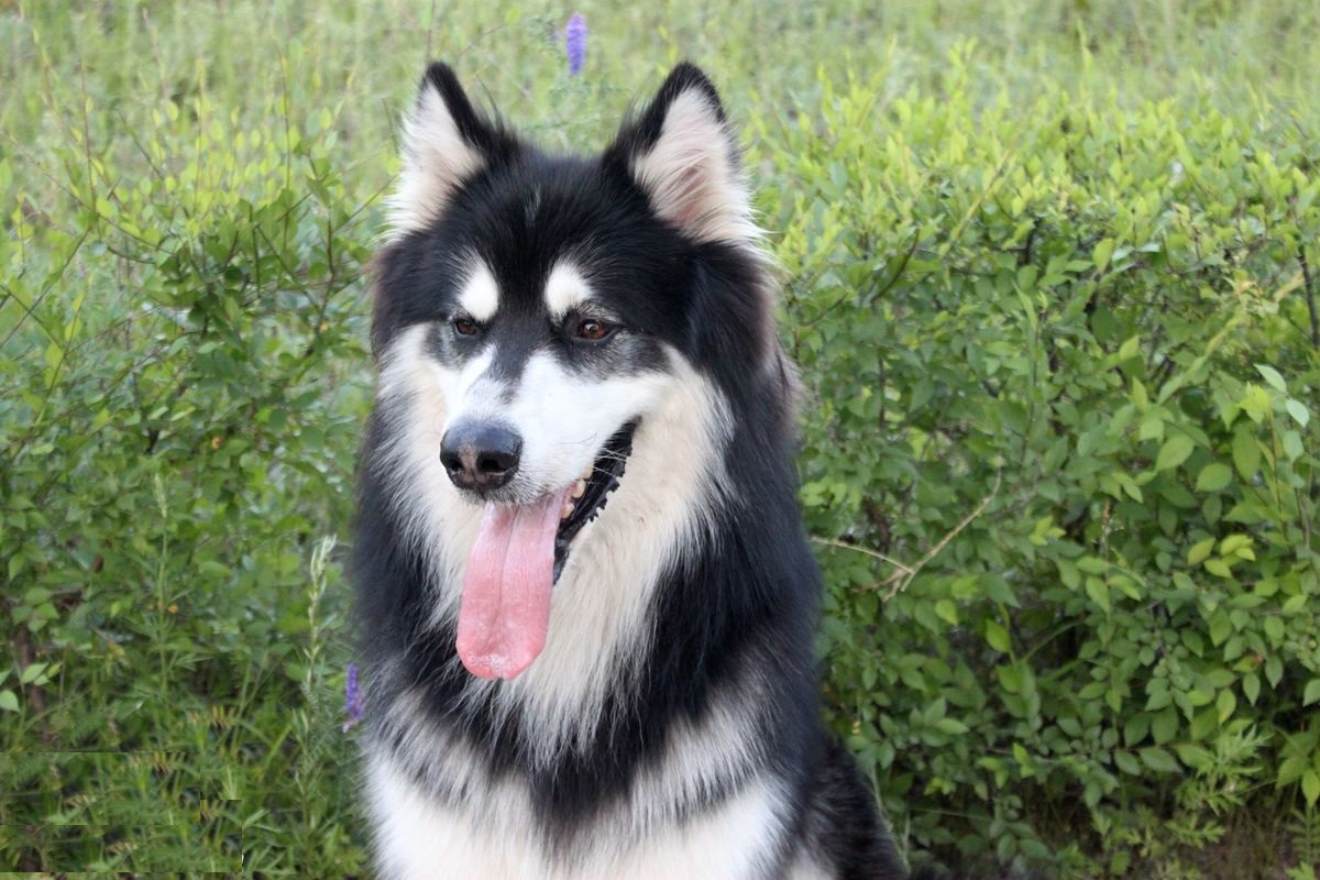 纯种阿拉斯加可以护主吗,巨型阿拉斯加能看家护主吗