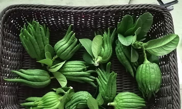 金佛手植物结的果能吃吗,金佛手观赏价值