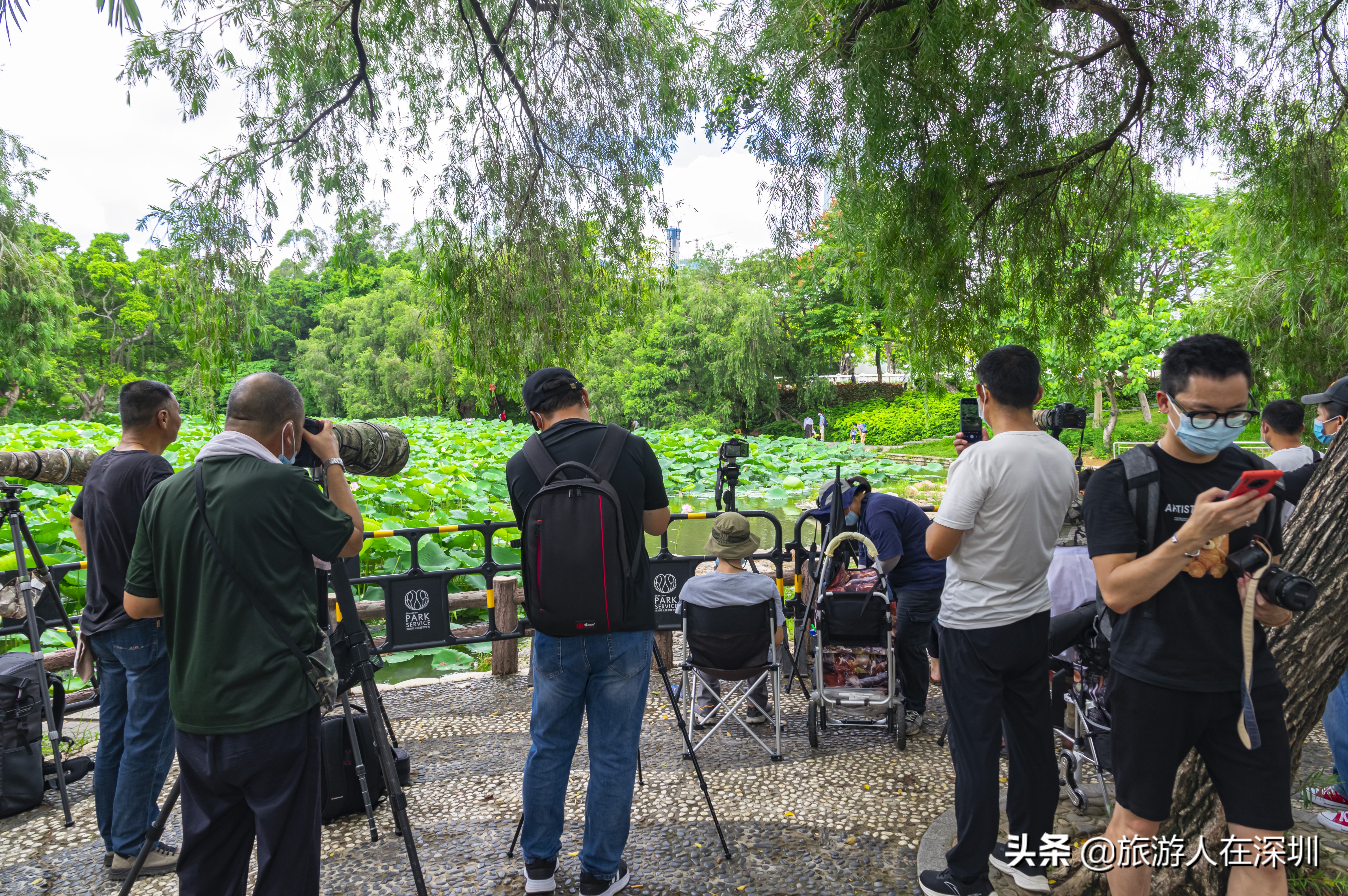 洪湖公园深圳免费景区,深圳市洪湖公园开放