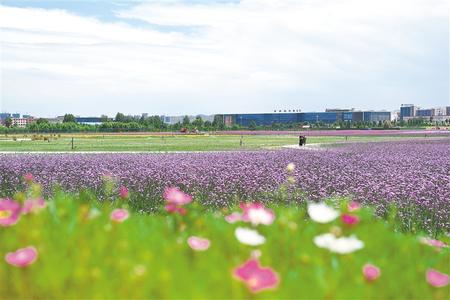 城中有绿城在绿中兰州新区绘就最美发展底色