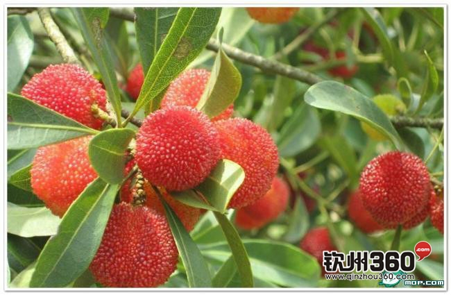 广西80后农村童年经典回忆,80后的童年回忆广西的农村生活