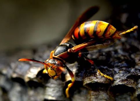 很毒的一种小虫子,现在有啥毒虫咬人又肿又痒