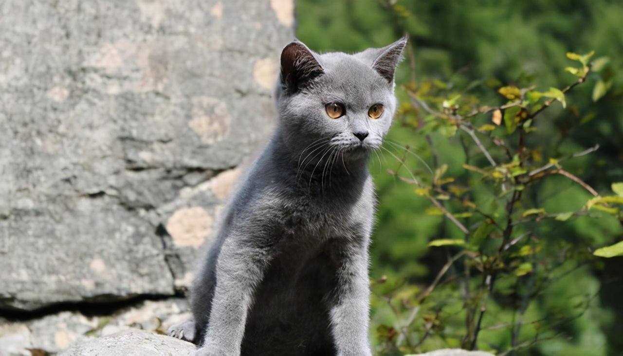 捡到一只被遗弃的小奶猫要怎么养,捡到一只蓝猫需要注意什么