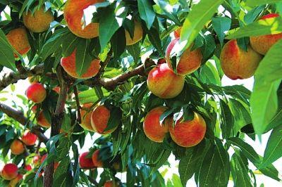 理综学霸必背口诀,高考学霸分享理综答题顺序