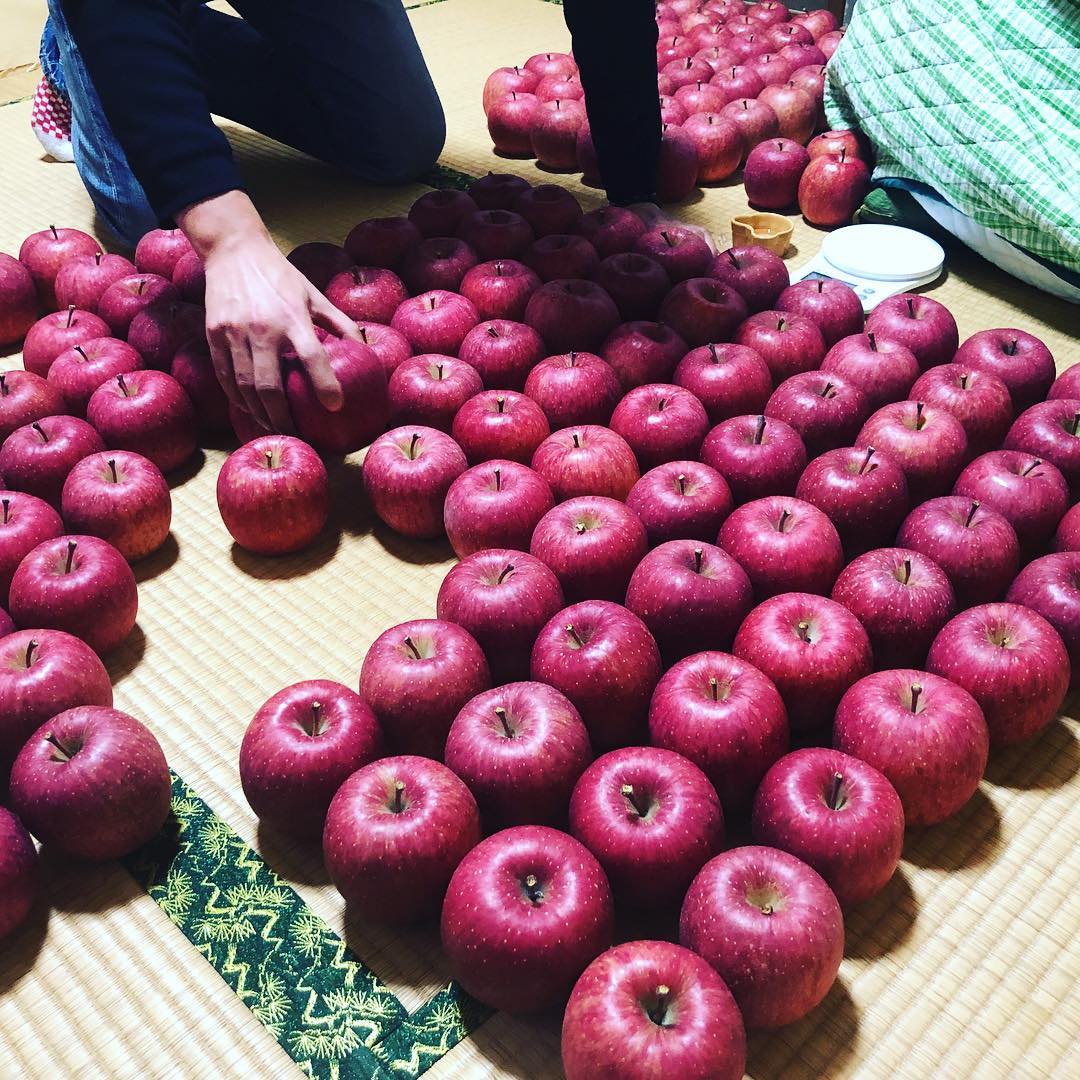 日本青森苹果图片,走进青森苹果园