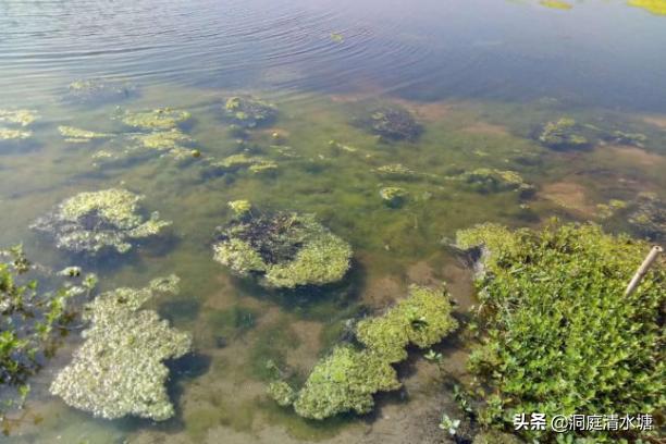 对虾池的青苔怎样处理,虾塘放石灰后死虾怎么处理