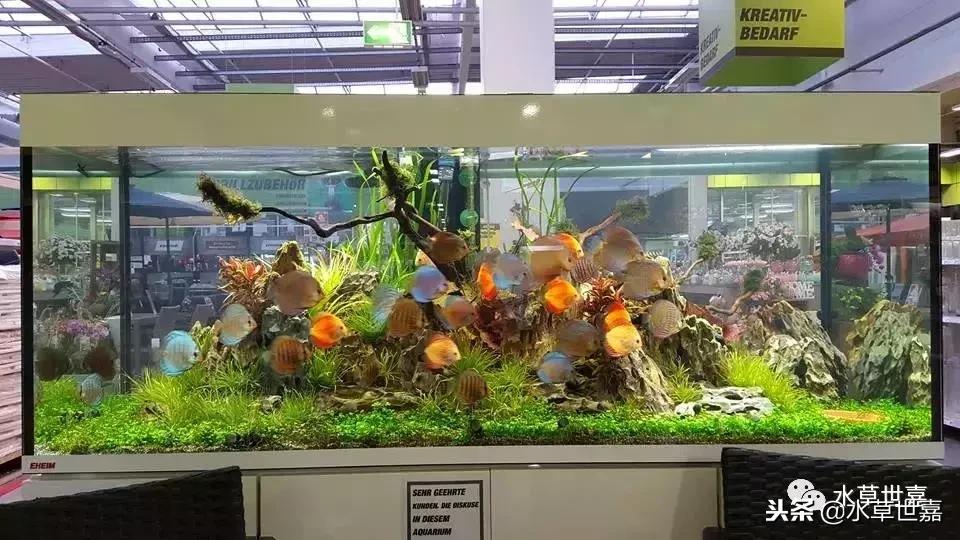 七彩神仙鱼水族箱布景,七彩神仙鱼苗繁殖技术