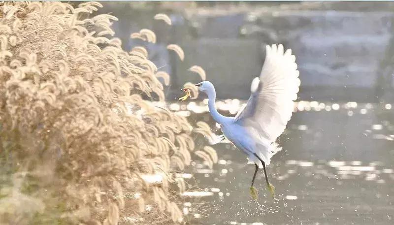 温江星河world项目重点,温江金马正在规划的重点项目