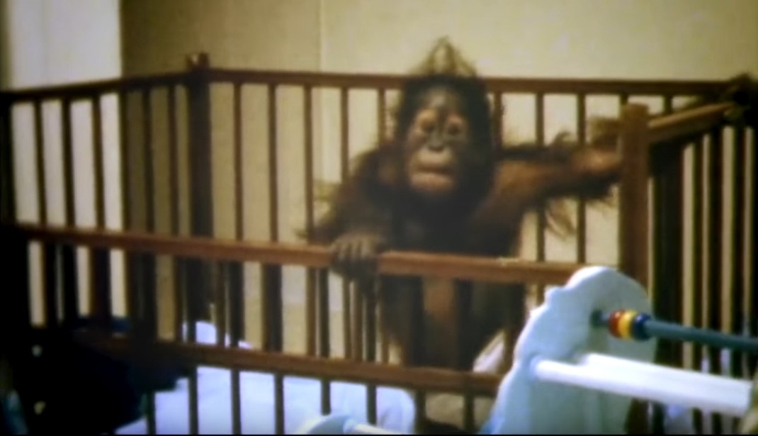 一只上过大学的猩猩试图成为人类，但现实给了它一记重锤