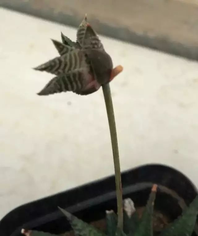 多肉花剑是个宝,多肉花剑可以干什么