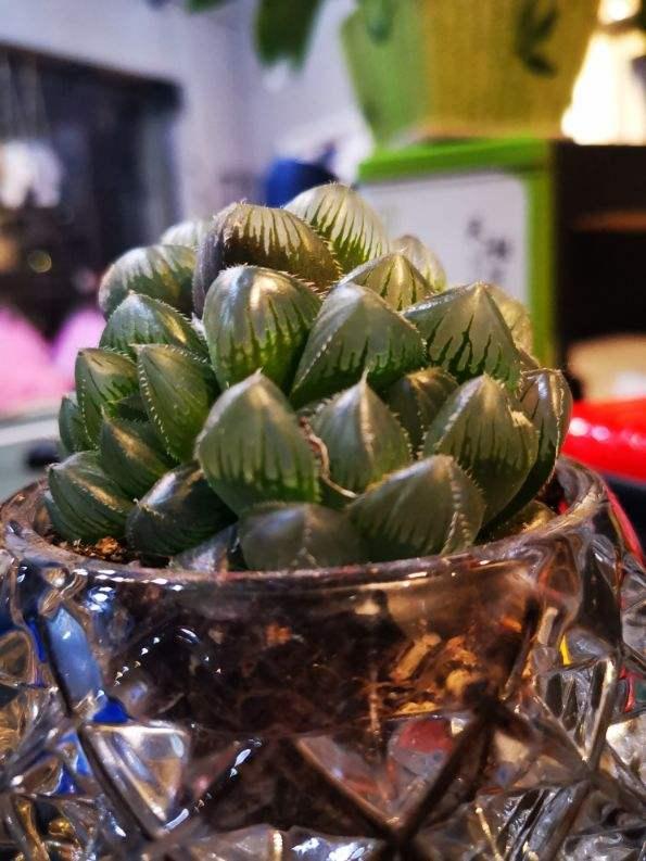 玉露多肉发黄,养多肉如何制造散射光