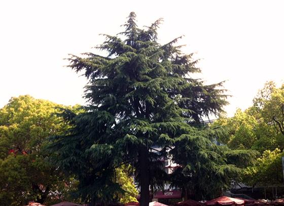 常熟记忆之:雪松之下——校友眼中“省中”的前世今生