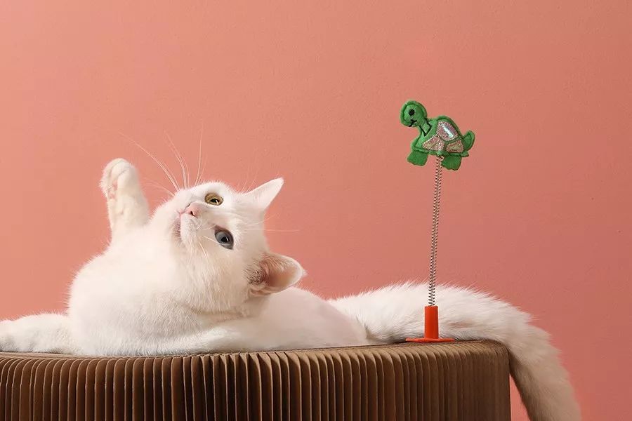 养猫可以治愈抑郁症吗,养猫真的能改善抑郁症吗