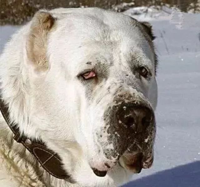 世界上最强的10种狗排名,世界上巨型狗大全