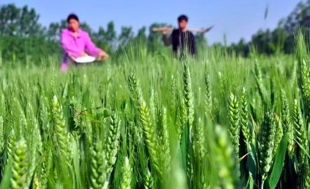 小麦进入灌浆期后怎么能高产,小麦灌浆期的田间管理