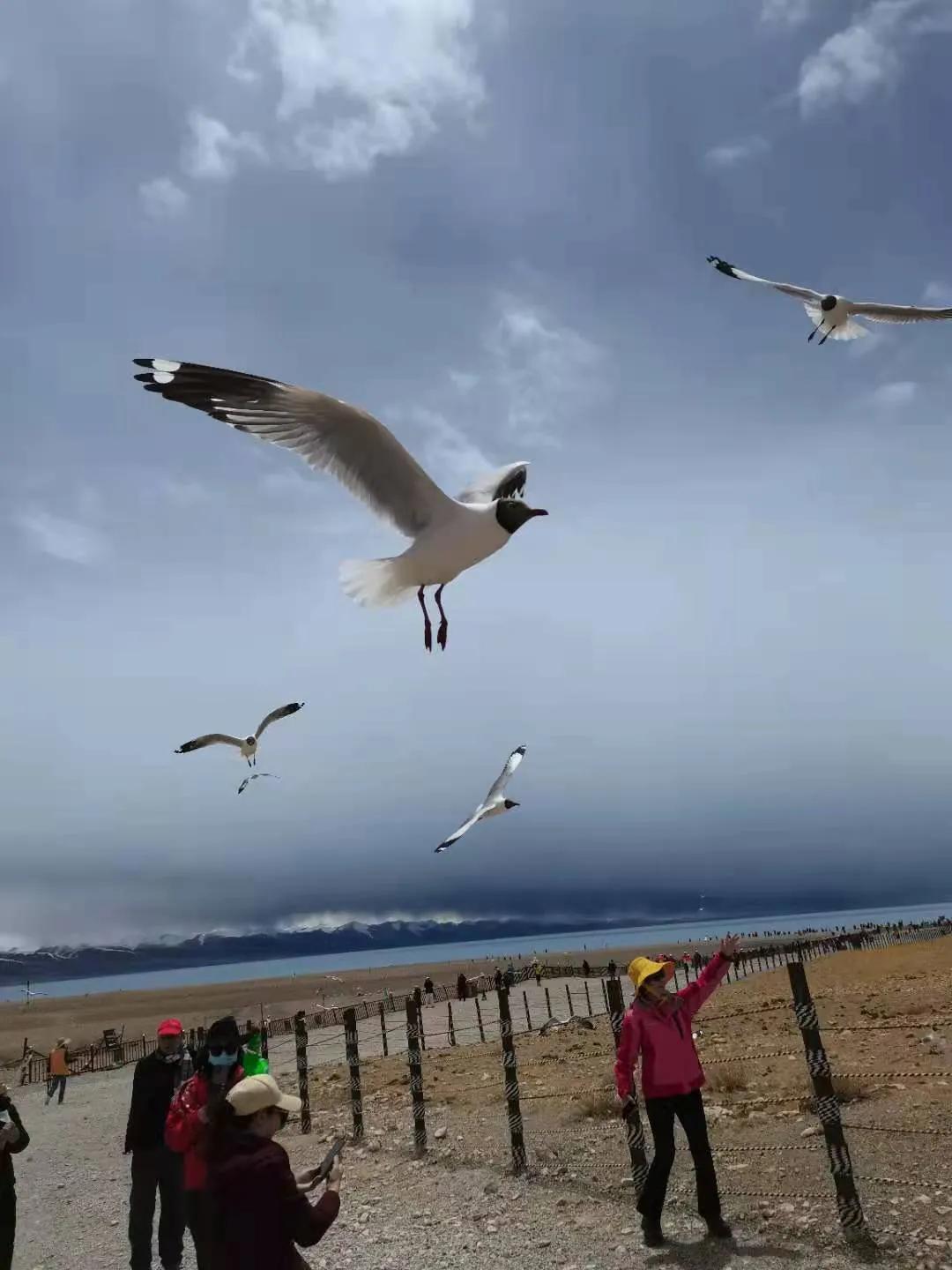 圣湖纳木错自由行,西藏深度游记纳木错