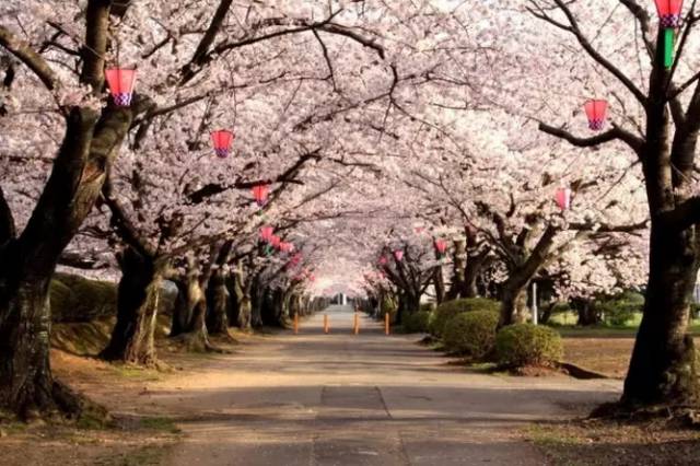 【酷游纪】日本最浪漫“樱花季”，粉红秘境遇见最美的＂樱吹雪＂
