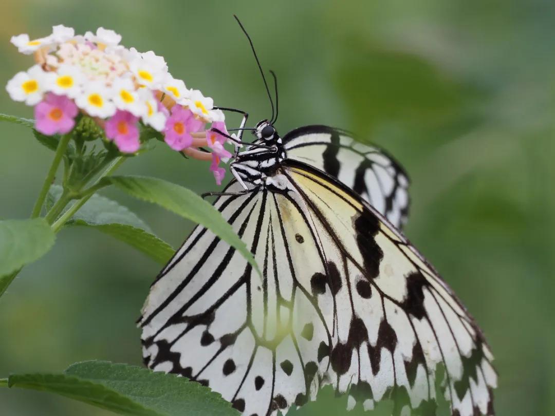 奥林巴斯过曝怎么解决,奥林巴斯曝光过高