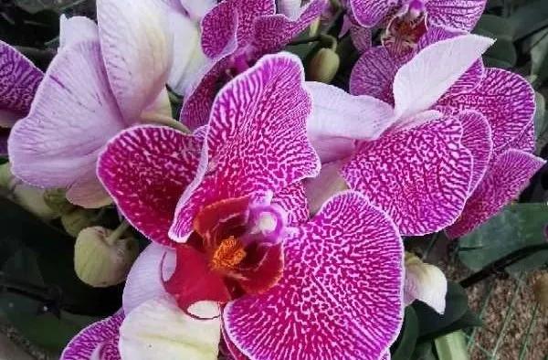 沈阳比较大的花卉市场,沈阳大东北最大花卉市场在哪里