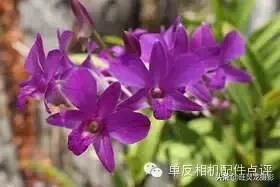 佳能相机镜头基础知识,佳能相机镜头基础知识介绍