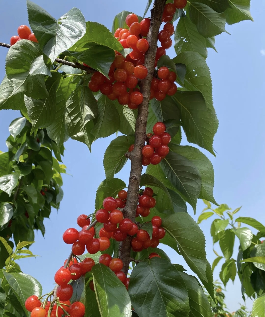 山东樱桃哪的最好,国内最好的樱桃产区