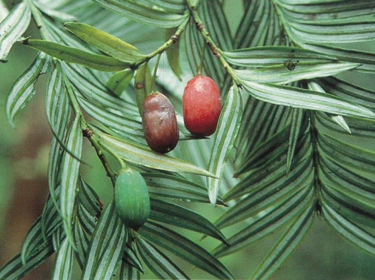 中华人民共和国野生植物保护名录,濒危保护植物名录药用植物多少种
