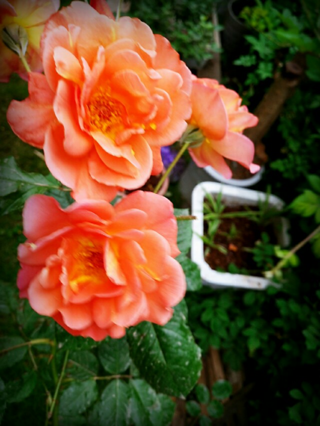 一半咖啡一半书,一半咖啡一半奶叫什么