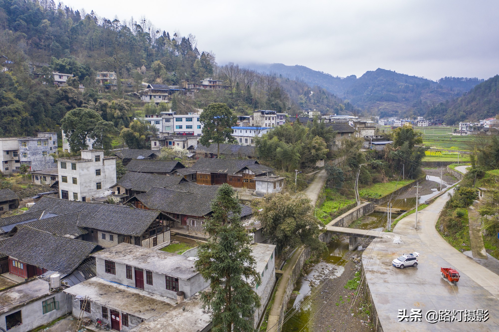 贵州金丝楠木树王还活着吗,贵州发现一棵千年楠木王