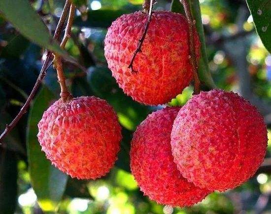 五月份吃什么水果是应季水果,这个季节一定要吃的正当季水果