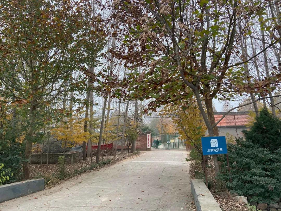 柴犬登登拍卖原因,被拍卖的柴犬登登回家倒计时