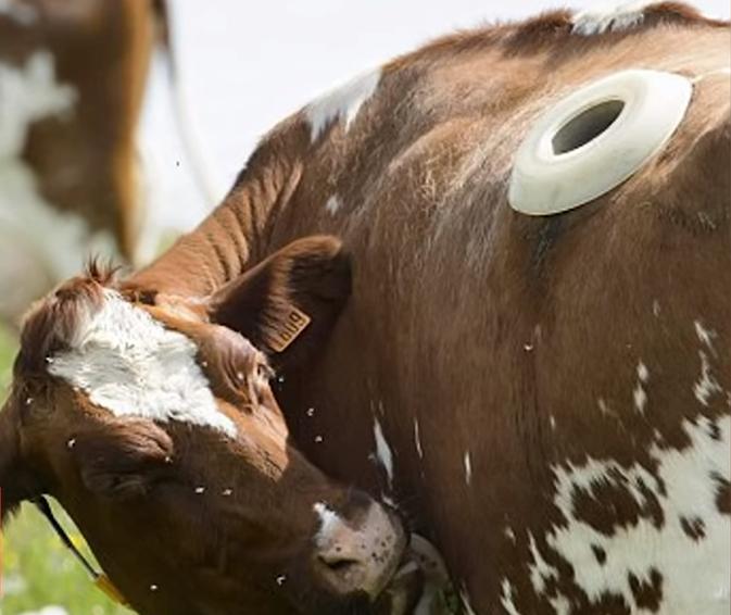给牛身上开洞,牛身上的洞是怎样开的